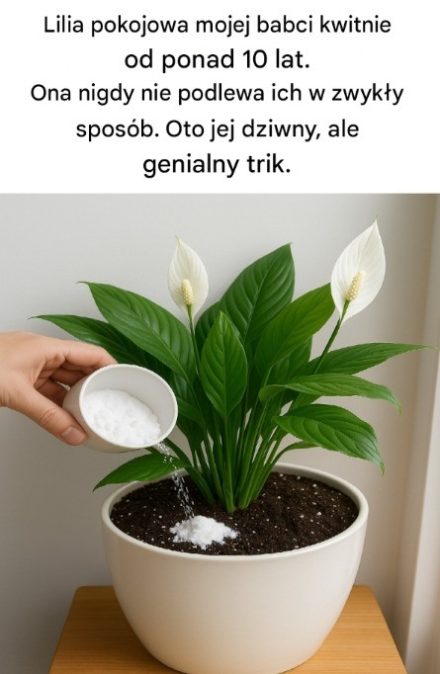 Lilia pokojowa mojej babci kwitnie od ponad 10 lat.