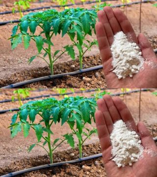 Soda oczyszczona to najlepszy przyjaciel ogrodnika: oto 10 sprytnych sposobów jej wykorzystania w ogrodzie