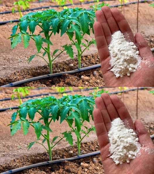 Soda oczyszczona to najlepszy przyjaciel ogrodnika: oto 10 sprytnych sposobów jej wykorzystania w ogrodzie