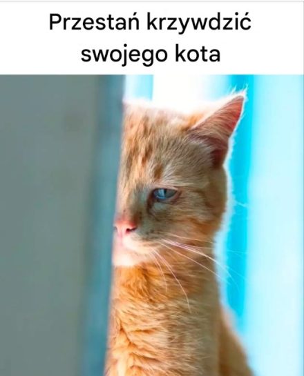 16 rzeczy, które wyrządzają kotu krzywdę emocjonalną