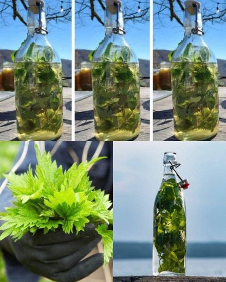 Pokrzywa w ALKOHOLU jest silniejsza od każdego lekarstwa, mawiał mój dziadek: zapamiętaj ten przepis na życie!