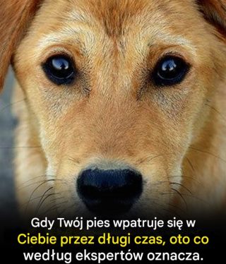 Spojrzenie Twojego psa: rozszyfrowany cichy dialog