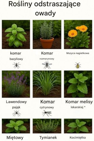 Rośliny odstraszające komary: 10 najlepszych roślin odstraszających komary do Twojego ogrodu