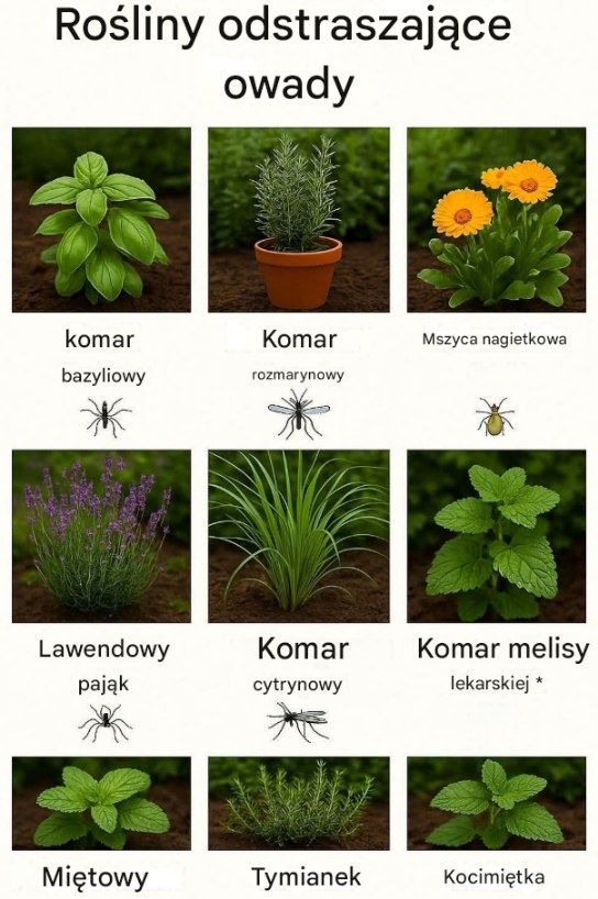 Rośliny odstraszające komary: 10 najlepszych roślin odstraszających komary do Twojego ogrodu