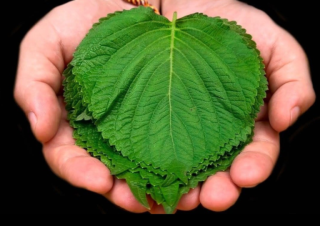 150 razy silniejszy niż cytryna i czosnek! Zabija wszystkie bakterie i grzyby! Zatrzymuje kaszel