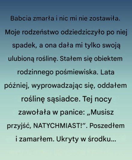 Roślina, którą zostawiła mi babcia!