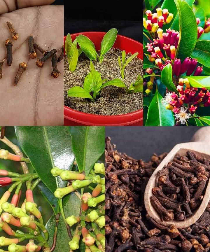 Wyhoduj własne goździki – od siewu do zbioru.