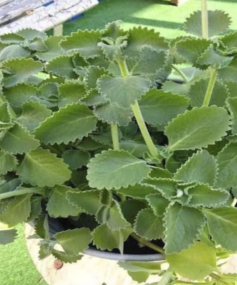 Lekarze ujawniają, że jedzenie oregano powoduje…