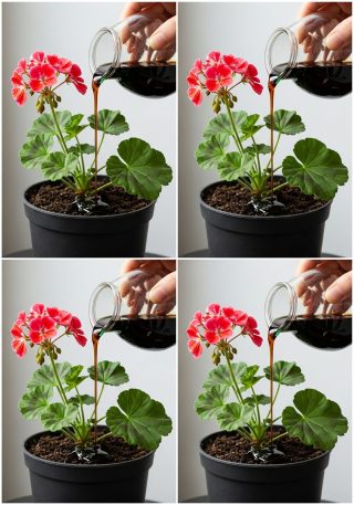 Zrób to, a Twoje pelargonie będą mogły kwitnąć niemal nieprzerwanie przez ponad rok