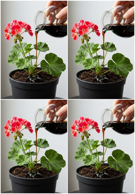 Zrób to, a Twoje pelargonie będą mogły kwitnąć niemal nieprzerwanie przez ponad rok