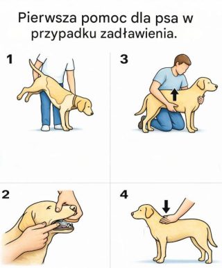Pies się zakrztusił? Szybki poradnik pierwszej pomocy