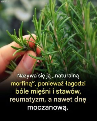 Rosemary: Delikatny sojusznik dla seniorów i jego codzienne korzyści zdrowotne