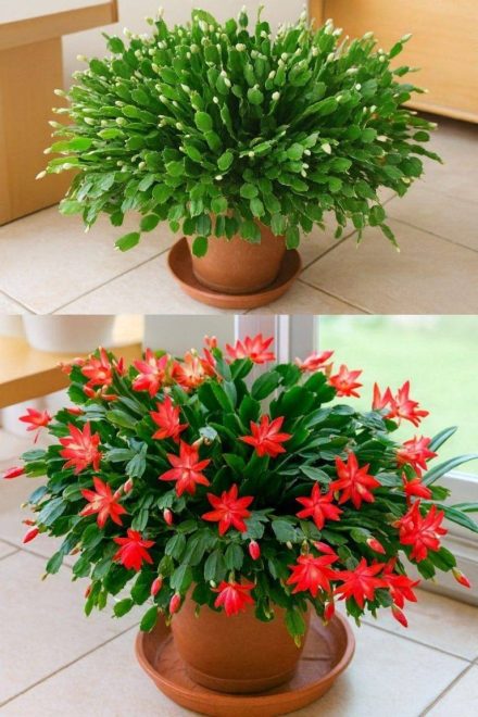 Jak sprawić, by Twój kaktus bożonarodzeniowy zakwitł, stosując prosty kuchenny sposób 🌸