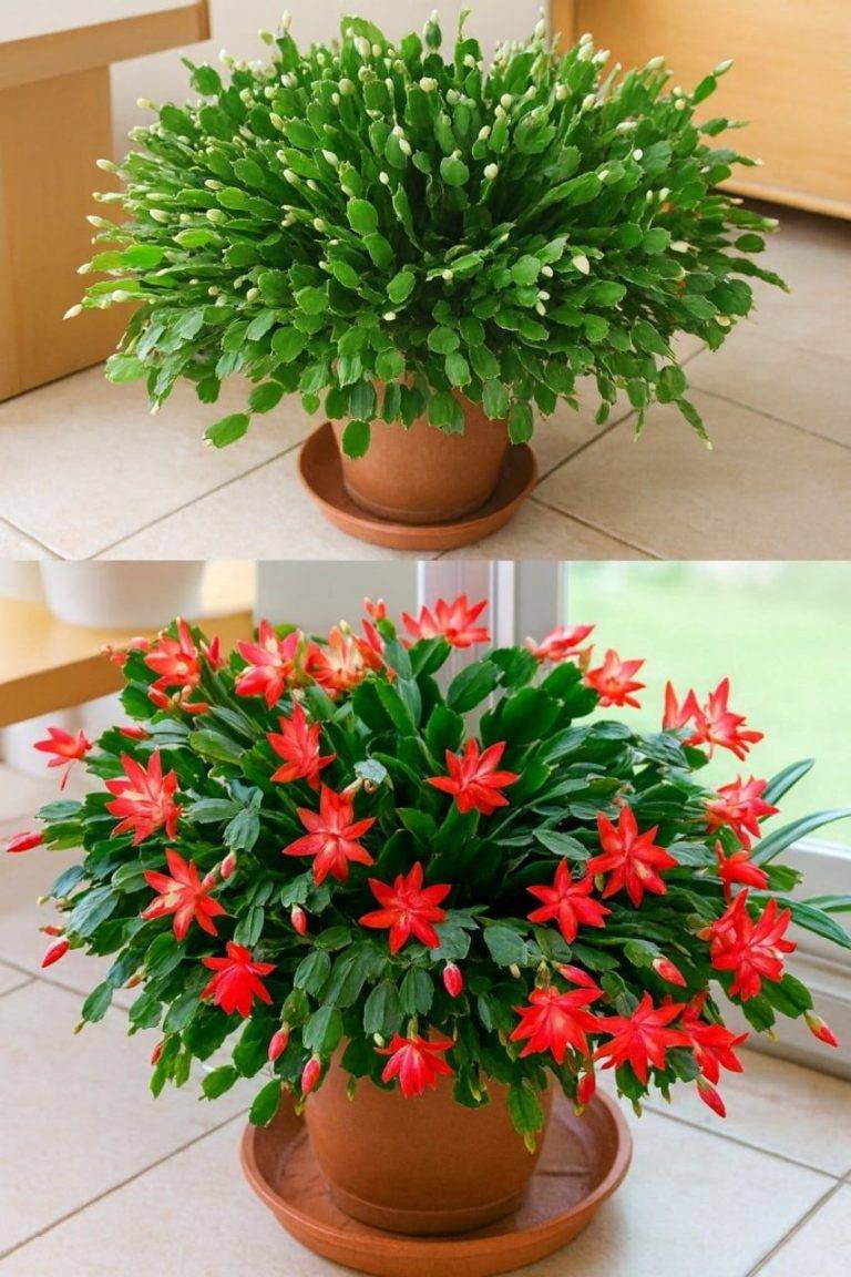 Jak sprawić, by Twój kaktus bożonarodzeniowy zakwitł, stosując prosty kuchenny sposób 🌸