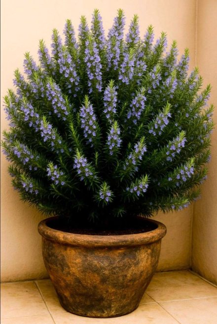 Jak uprawiać rozmaryn w domu, aby nadać zapach całemu domowi