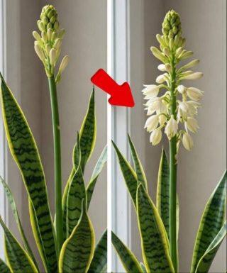 Spraw, by języcznik Twojej teściowej rozkwitł i naturalnie wypełnił Twój dom zapachem