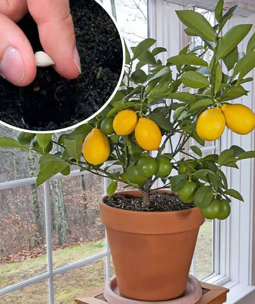 Jak wyhodować drzewo cytrynowe w doniczce w domu?