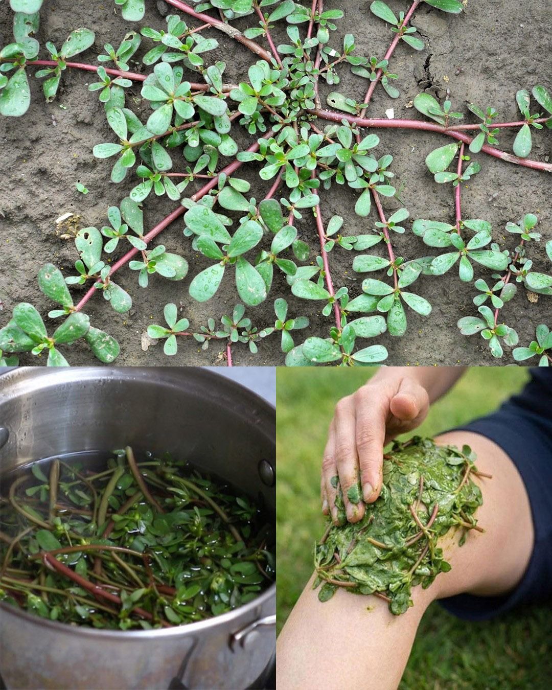 Dlaczego warto dodać portulakę do ogrodu: 7 przekonujących powodów