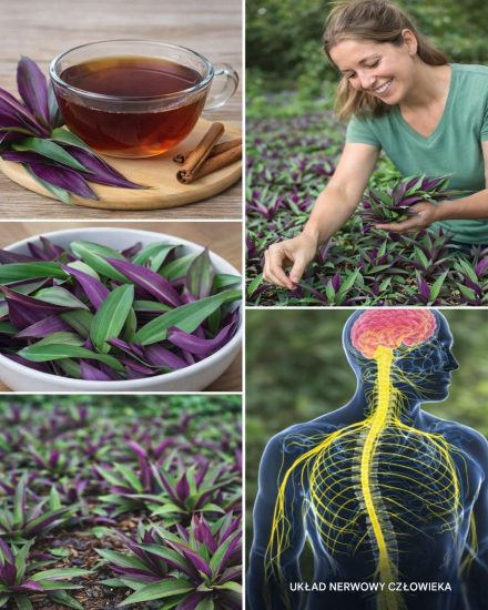 Rytuał z fioletową herbatą: Delikatne wsparcie krążenia i komfortu oddawania moczu