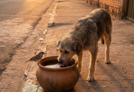 Ajuda simples para salvar vidas no calor de fevereiro