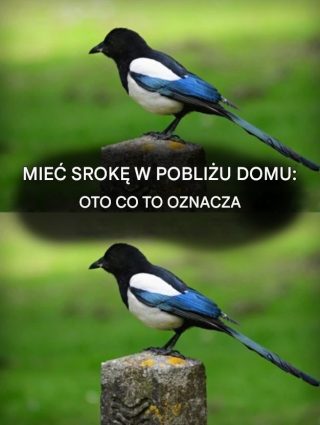 Sroka gadająca w domu: duchowe znaczenie niezwykłego spotkania