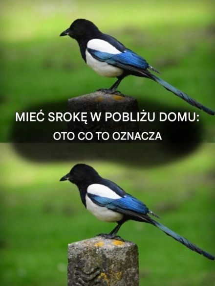 Sroka gadająca w domu: duchowe znaczenie niezwykłego spotkania