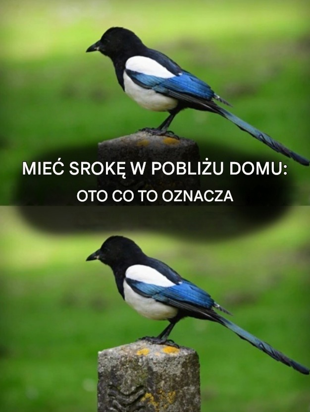 Sroka gadająca w domu: duchowe znaczenie niezwykłego spotkania