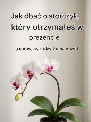 Jak nie zabić storczyka i sprawić, by znów zakwitł