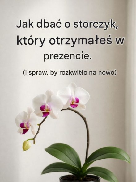Jak nie zabić storczyka i sprawić, by znów zakwitł