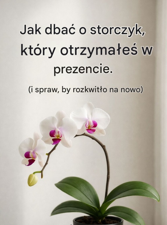 Jak nie zabić storczyka i sprawić, by znów zakwitł