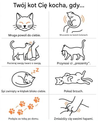 Jak rozpoznać, że kot Cię kocha? 8 sygnałów