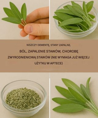 Szałwia – naturalne wsparcie dla mózgu i stawów