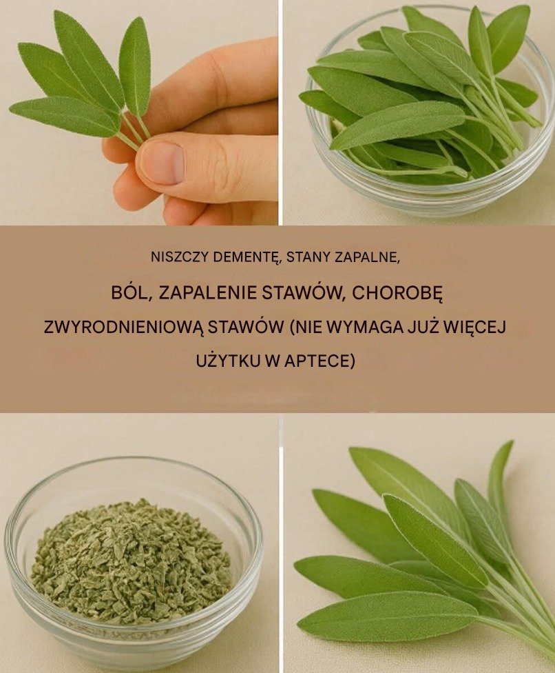 Szałwia – naturalne wsparcie dla mózgu i stawów