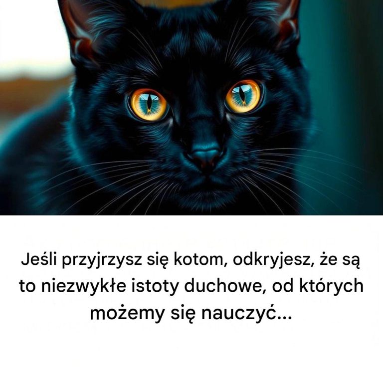 Jeśli przyjrzysz się kotom, odkryjesz, że są to niezwykłe stworzenia, od których możemy się wiele nauczyć