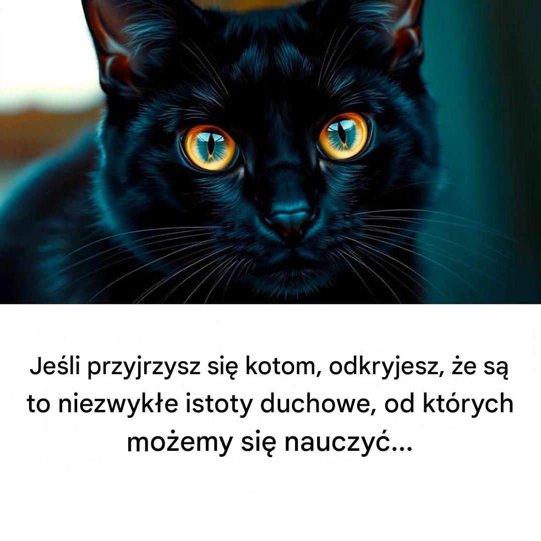 Jeśli przyjrzysz się kotom, odkryjesz, że są to niezwykłe stworzenia, od których możemy się wiele nauczyć