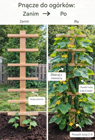 Ogórki na kratce – prosty sposób na większe plony