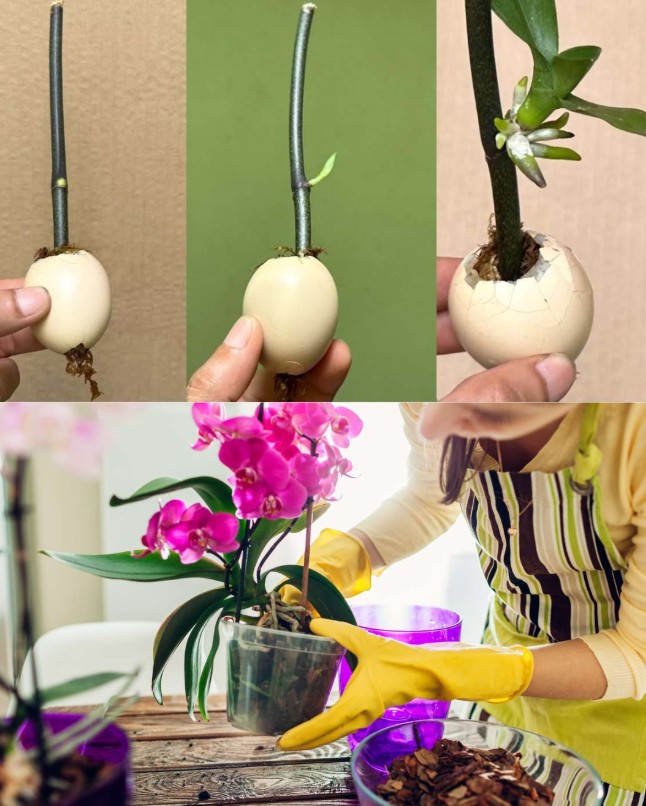 Jak przyspieszyć wzrost i kwitnienie storczyków