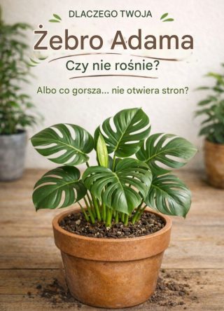 Dlaczego monstera żółknie? Praktyczny poradnik pielęgnacji