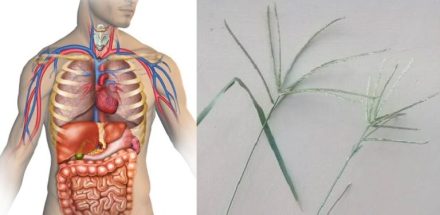 10 zaskakujących korzyści z lepkiej trawy: Ta roślina ukrywa się w naszych ogrodach