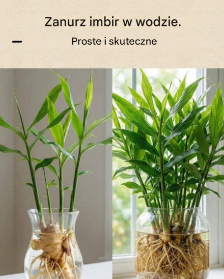Imbir w wodzie – prosty sposób na własną hodowlę