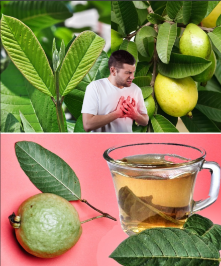 Oto, co się dzieje, gdy pijesz herbatę z liści guawy – 13 zaskakujących korzyści