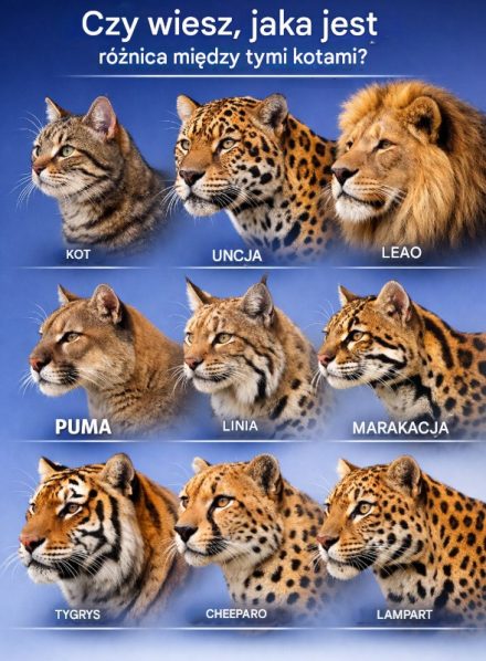 Onça czy lampart? Naucz się je odróżniać w 10 sekund